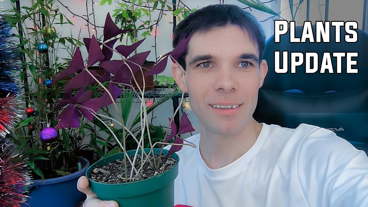 Мои растения в январе 2026 года — сюрпризы посреди зимы 🌿❄️