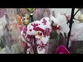 01. 04. 2021г.  Обзор орхидей в садовом центре Планета Лета. Выбор и по цене, и по качеству есть.