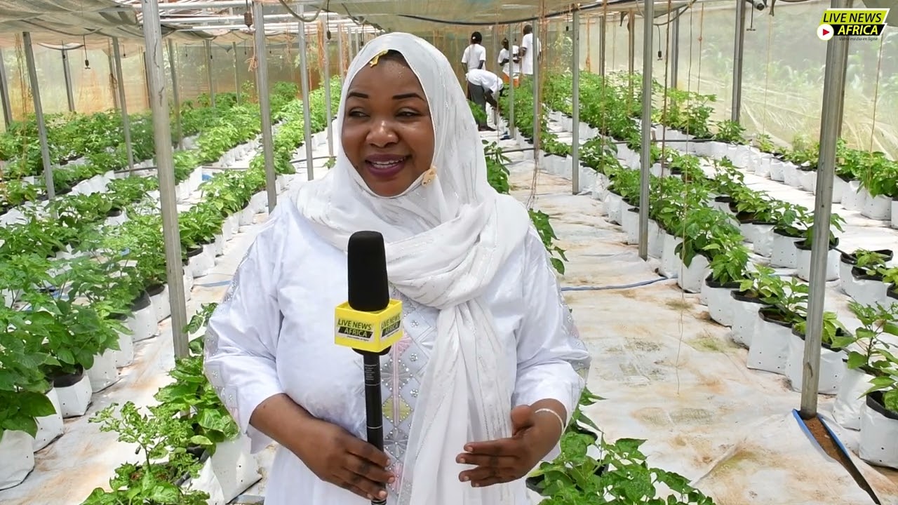 Agriculture hors sol: quatre fois plus rentable que l’agriculture conventionnelle