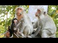 Happy Amber Group!Jane,Jade,Daisy,Diamond,Scalet Have Good Relationship|Baby Monkey Funny Playing
