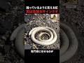踊っているように見える蛇実は危険なサインです