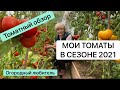 МОИ ТОМАТЫ 2021 // ТОМАТНЫЙ ОБЗОР