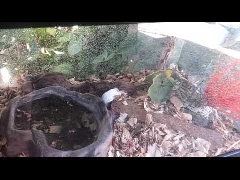SNAKE EATING MOUSE?