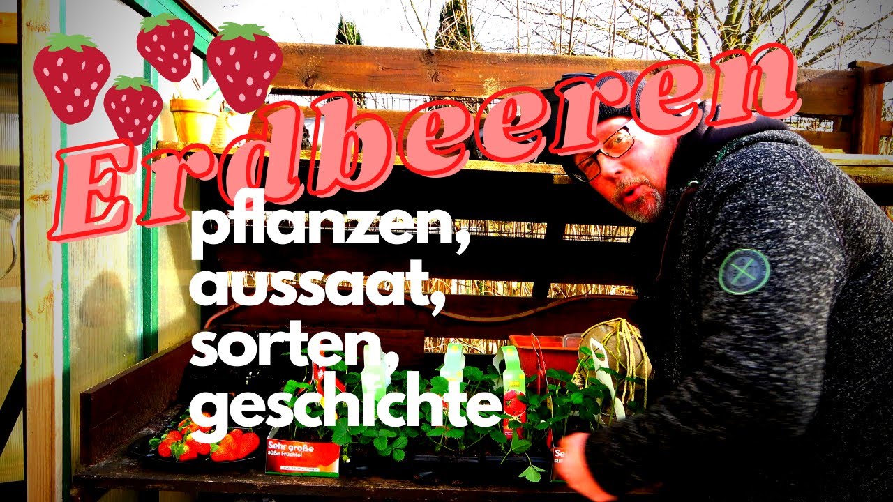 Alles über Erdbeeren / Anbau / Sorten / Aussaat / Geschichte.