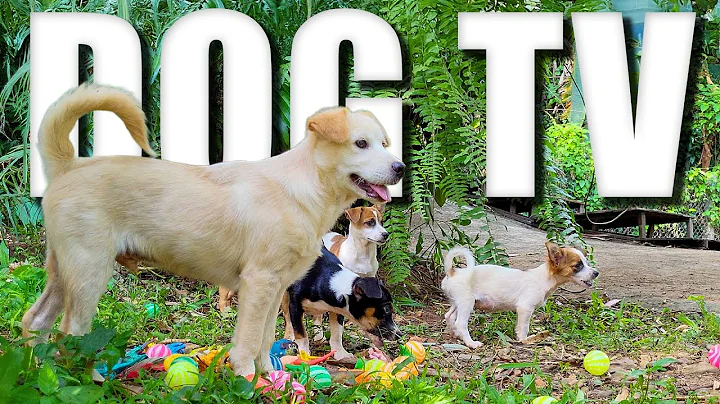 Dog Daycare TV: Entertainment for Dogs 🐶 Videos For Dogs to Watch  🐶 Relaxing Music & Real Sounds