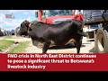 FMD Crisis In N E District Continues To Pose A Significant Threat To Botswana S Livestock Industry 