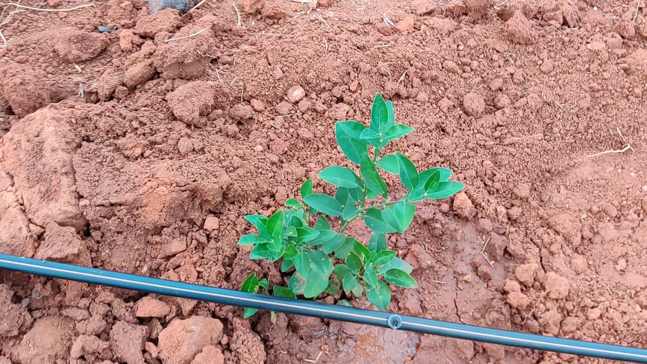 NETAFIM 4LPH DRIPPERS