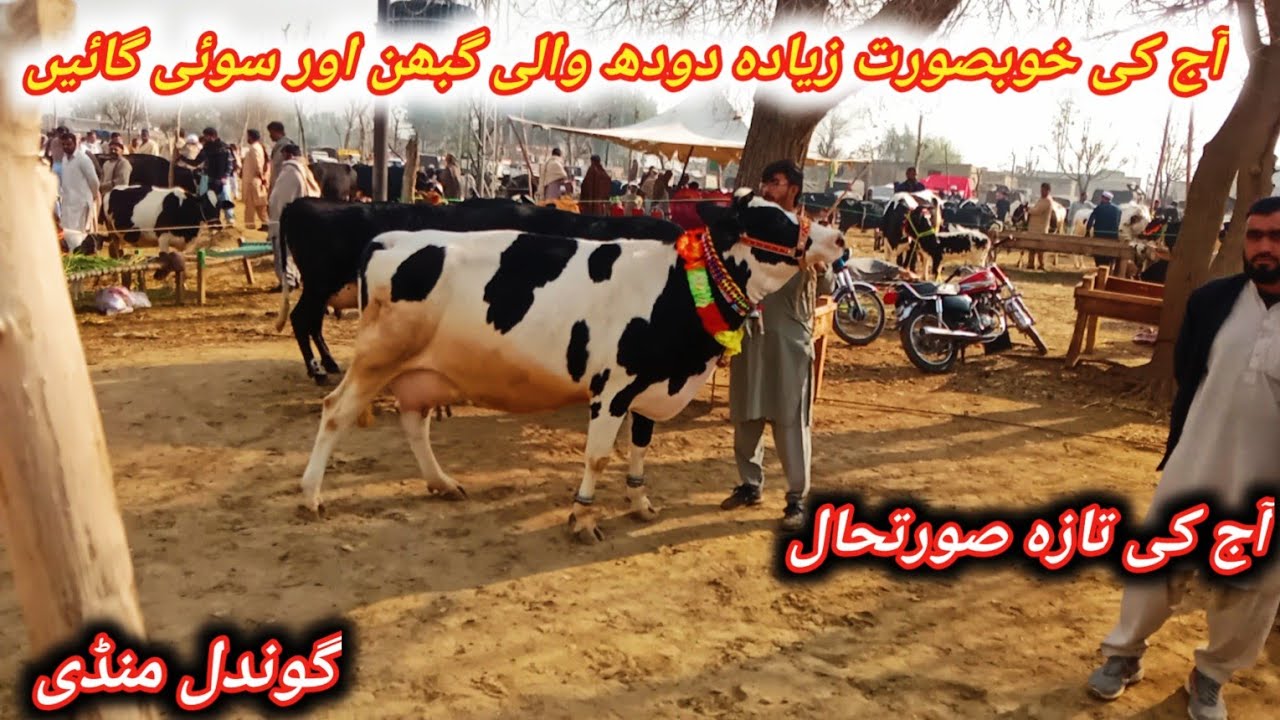 Beautiful Top Quality Highest Milking And Pregnant Cows Fresh Update Today At Gondal Maweshi Mandi 