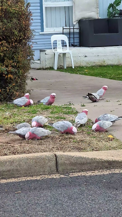 Galah bird in our neighbourhood#