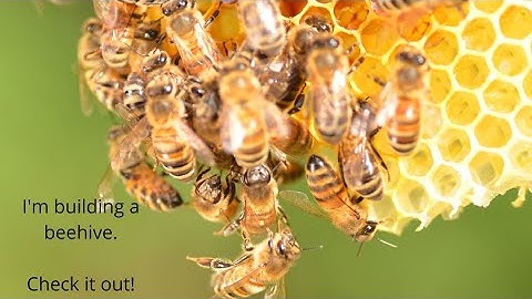 How to Build a Top Bar Beehive | Part 1