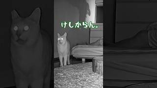 起きない親父を爆音で起こす猫#元野良猫チャチャ #猫武将 #ねこ #ねこ #猫 #cat #ゆるめにたのむ