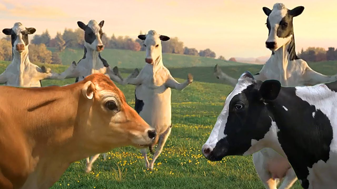 FUNNY COW DANCE 4  Cow Song  Cow Videos 2024 Crazy Official Music Video