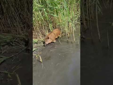 Васька ныряет😂Аквалангист 😁 #hunting #животные #лесной #animals #pig #кабан #собака #еда