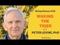 #39 WAKING THE TIGER - PETER LEVINE, PhD | Being Human
