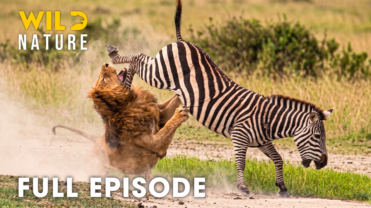 Botswana (Full Episode) | Survival Battles in the World’s Deadliest Migration | nature documentary