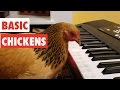 Basic chickens  funny chicken compilation