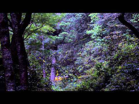 樗谿のホタルⅠ☆2015　（鳥取市）