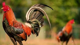5 Fastest Gamefowl Breeds in the World