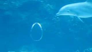 Air ring blowing dolphin