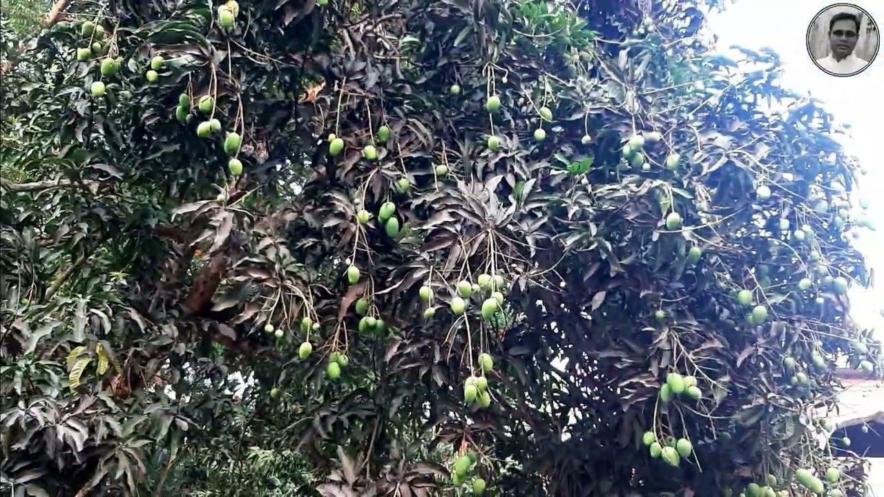 আমের বাম্পার ফলন সাতক্ষীরায় | আম বাগান আমে আমে সয়লাব | Mango from Satkhira | Himsagor Mango