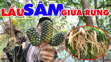NỒI LẨU SÂM DÂY NGỌC LINH GIỮA RỪNG | INTO THE FOREST AND FOOD FROM GINSENG | Già Làng Tây Nguyên