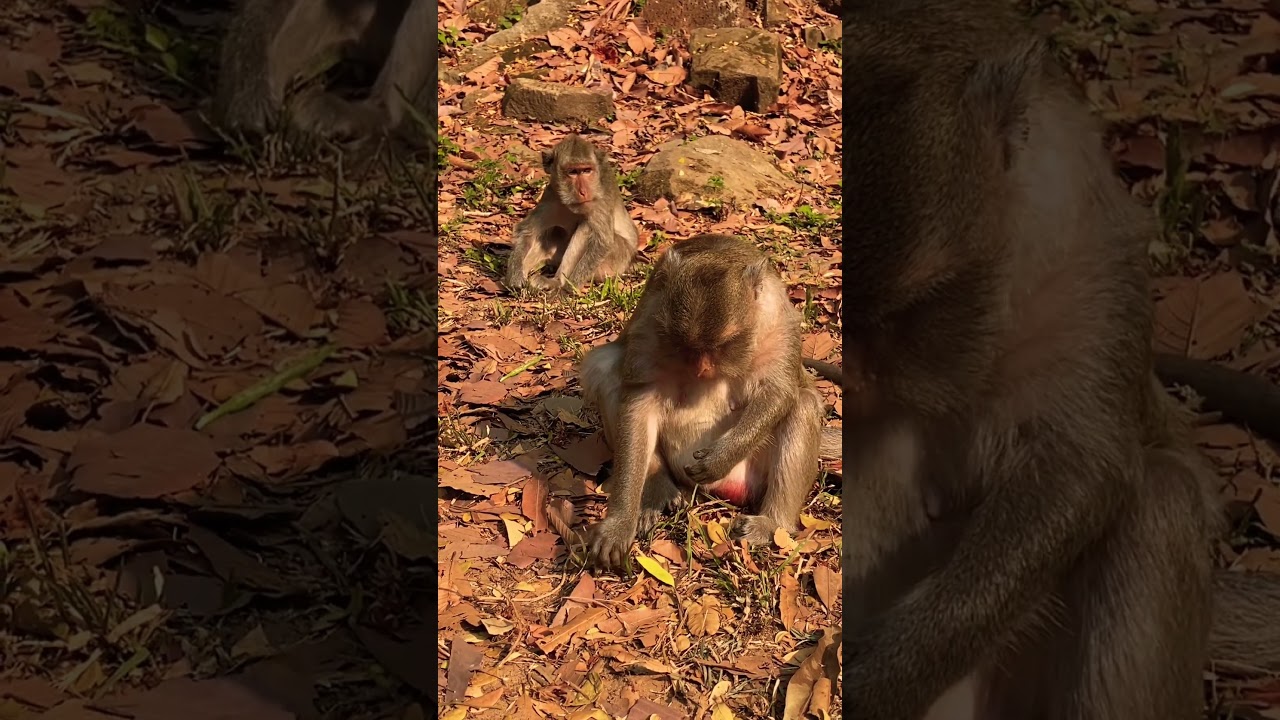 so cute baby monkey With mom monkey lovely baby 