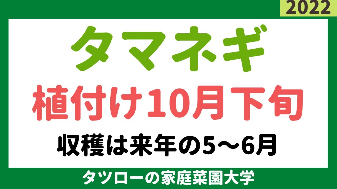 タマネギの植え付け10月下旬で来年5 6月収穫 家庭菜園 Youtube