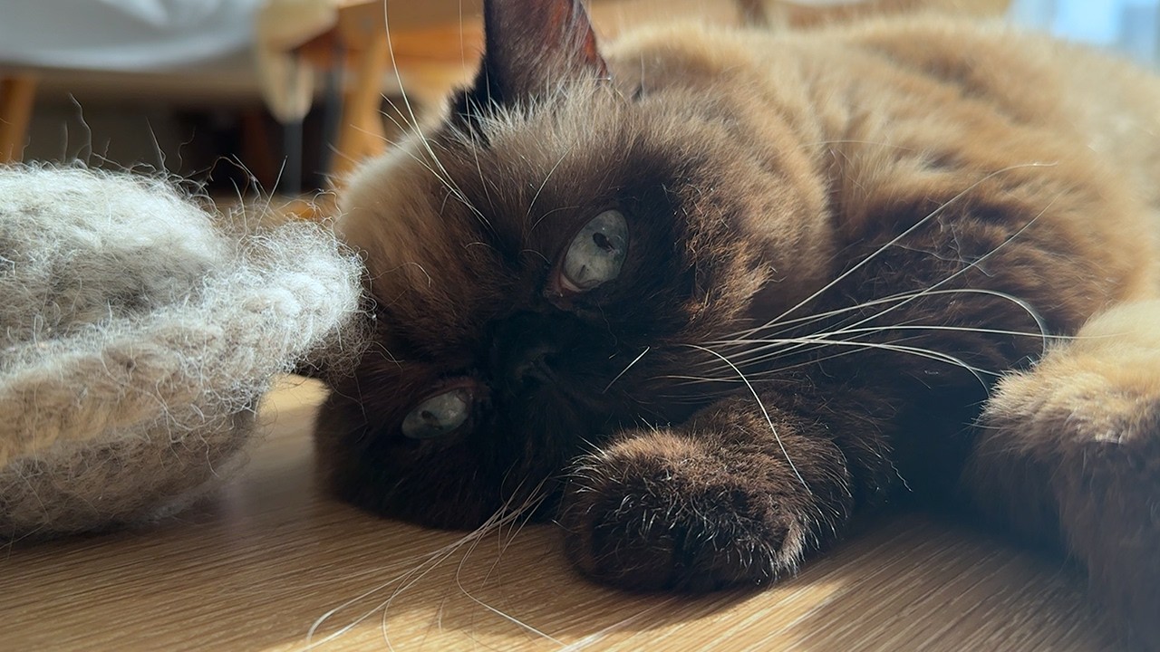 ご機嫌なご様子の猫様