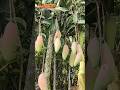 12 Exotic mango
