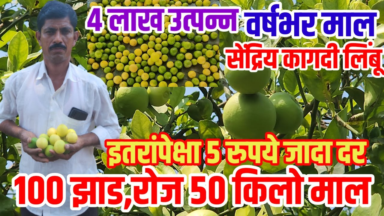 100 झाड,रोज 50 किलो माल,4 लाख उत्पन्न,3 बहार,वर्षभर माल,Lemon_farm सेंद्रिय_लिंबू,visionvarta,limbu