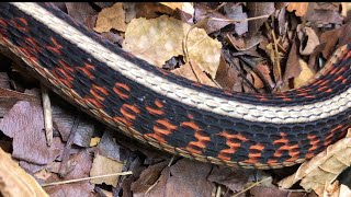 Garter Snake Breeding Plans 2024 CHANGED by Aquarimax Pets 938 views 2 months ago 5 minutes, 12 seconds