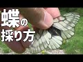 高原の蝶を採る方法【昆虫採集】