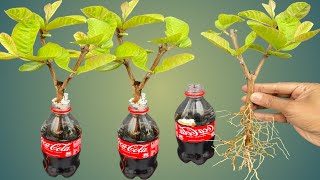 The Easiest Way To Grow Guava Cuttings - Coco-cola Experiment