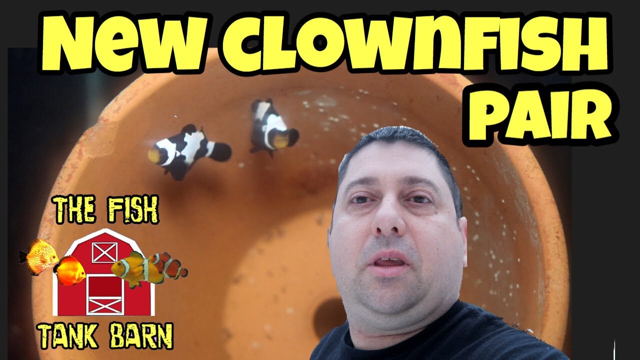 discus fish tank size New Clownfish Pair and Larval Rearing Setup