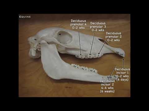 Video: Horse teeth: types, structure and features. Determining the age of a horse by teeth