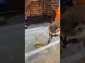 Raccoon fishing