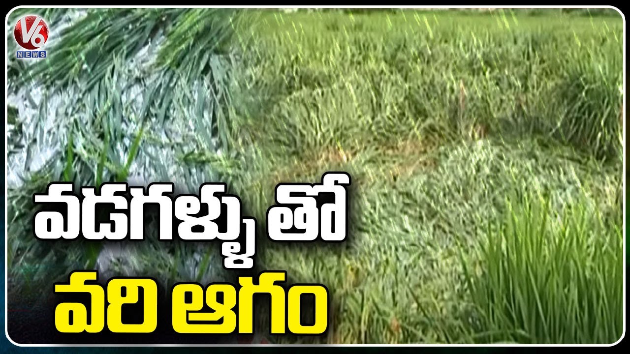 Huge Crop Damage Due To Heavy Rains | Warangal | V6 News - YouTube