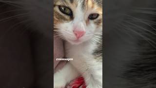 🐾Gatos muito Fofos🐾 #cutecat  #gatos #mensagemdefé