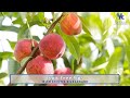 Fruit Tree Tips