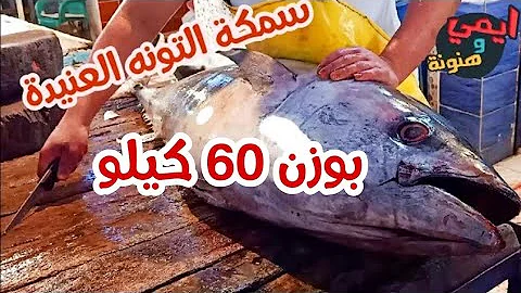 تنظيف سمك التونة Mp3