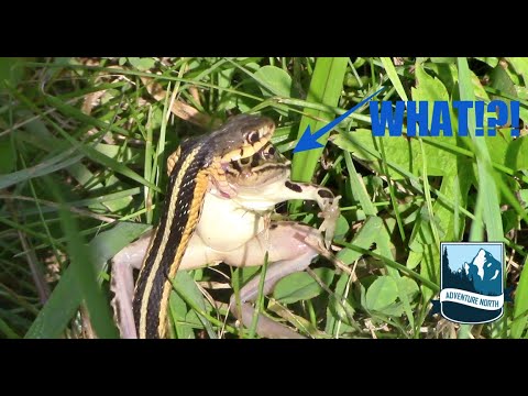Garter Snake eats BIG Leopard Frog - YouTube