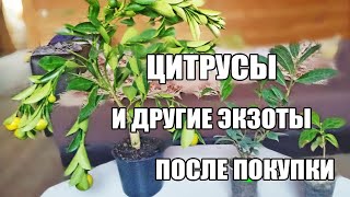 Что делать с цитрусами после покупки, экзотические растения . Адаптация цитрусов дома