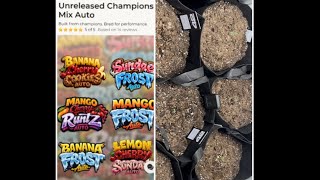420FASTBUDS CHAMPOINS AUTOFLOWER CHAMPION 5 PACK +FREE PHOTERIOD OF GORILA AUTO.  #alaska#amazon#2x2