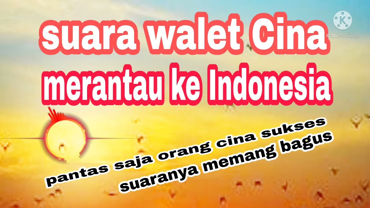 SUARA WALET CINA||TERBAIK VIRAL