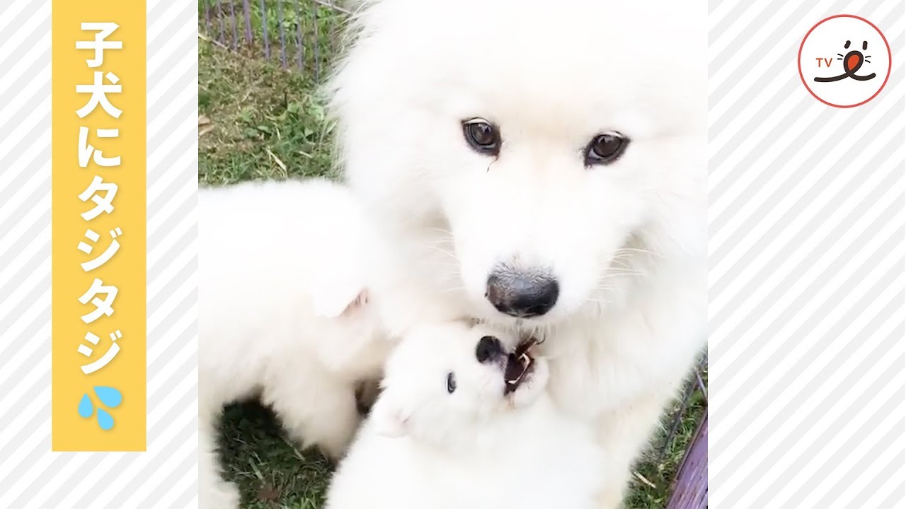 サモエドさん 元気な子犬たちに囲まれ Peco Tv Youtube
