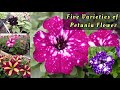 Five beautiful varieties of petunia flower