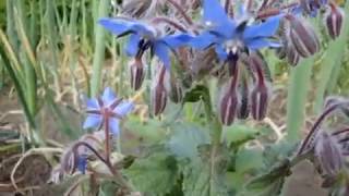 видео Бурачник лекарственный или огуречная трава Borago officinalis