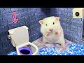 🐹Hamster escapes the awesome Prison maze for Pets in real life