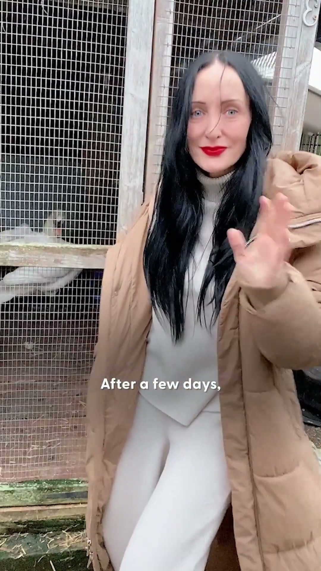 Swan Rescued From Busy Street With An Ikea Bag | The Dodo