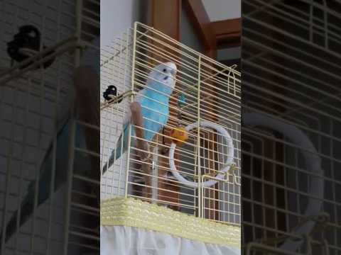 En net konuşan muhabbet kuşu Boncuk #muhabbetkuşu